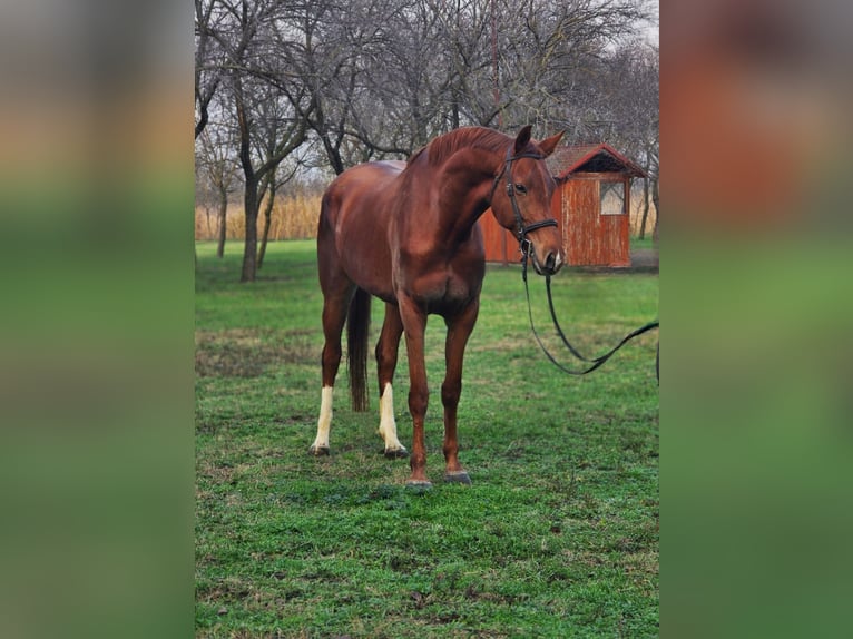 Meer warmbloeden Merrie 6 Jaar 163 cm Bruin in Békéscsaba