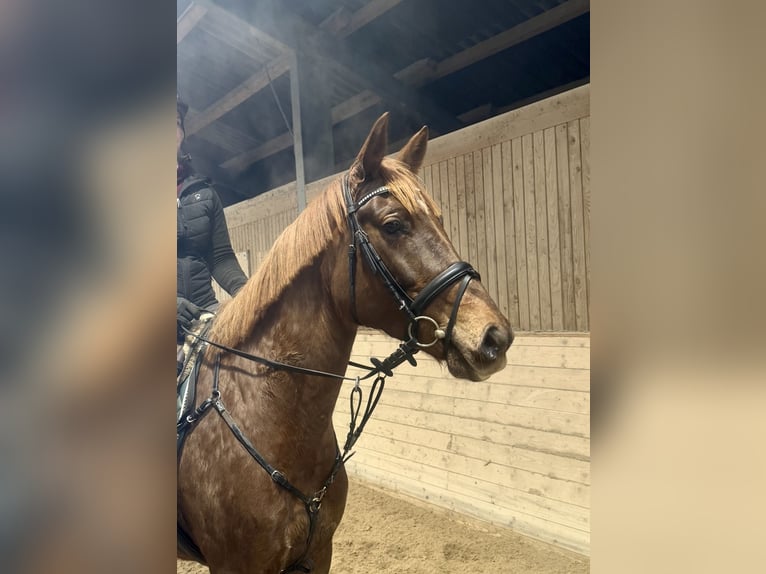 Meer warmbloeden Merrie 6 Jaar 163 cm Donkere-vos in Pelmberg