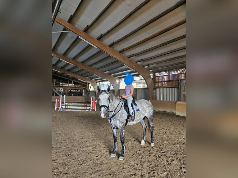 Meer warmbloeden Merrie 6 Jaar 164 cm Appelschimmel in Deggingen