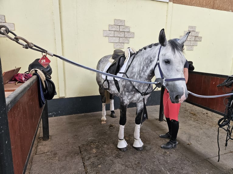Meer warmbloeden Merrie 6 Jaar 164 cm Appelschimmel in Deggingen