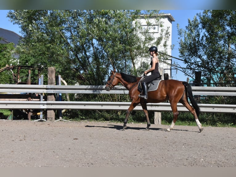Meer warmbloeden Mix Merrie 6 Jaar 165 cm Bruin in Arnstorf