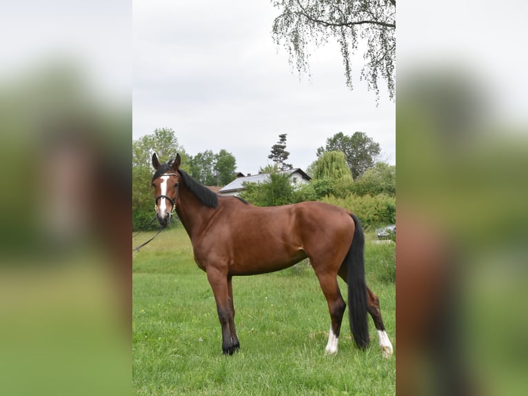 Meer warmbloeden Mix Merrie 6 Jaar 165 cm Bruin in Arnstorf