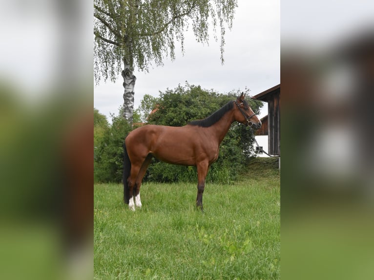 Meer warmbloeden Mix Merrie 6 Jaar 165 cm Bruin in Arnstorf
