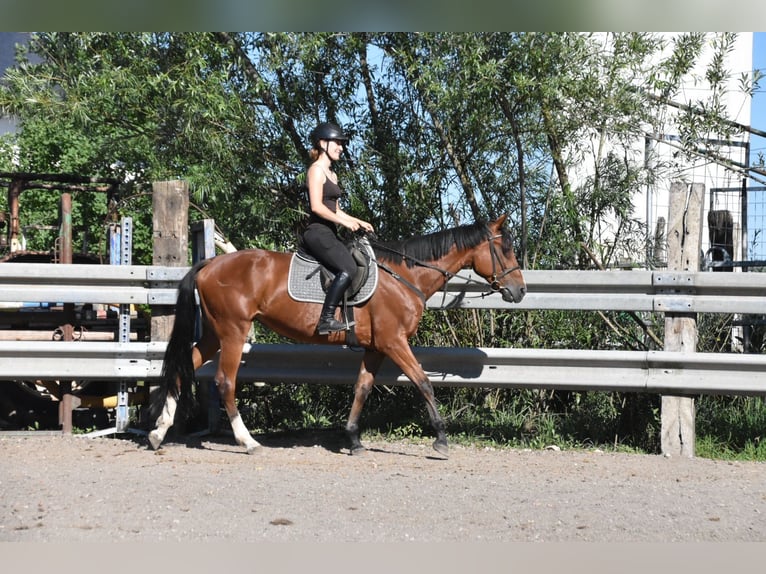 Meer warmbloeden Mix Merrie 6 Jaar 165 cm Bruin in Arnstorf
