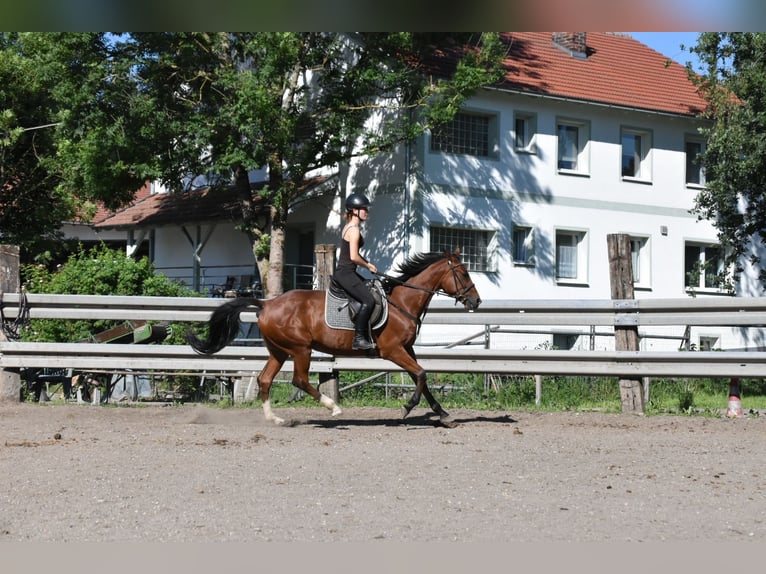 Meer warmbloeden Mix Merrie 6 Jaar 165 cm Bruin in Arnstorf