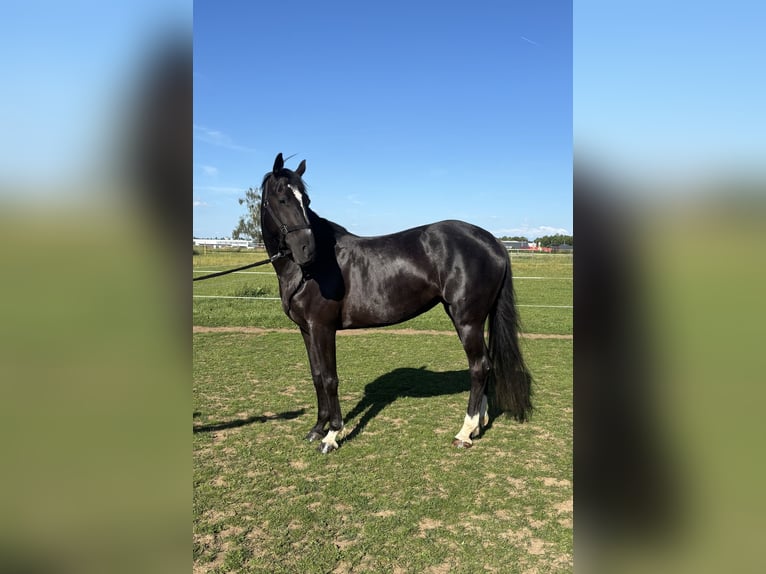 Meer warmbloeden Merrie 6 Jaar 165 cm Zwart in IglingIgling