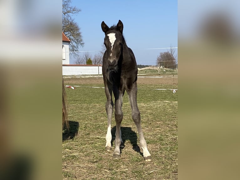 Meer warmbloeden Merrie 6 Jaar 165 cm Zwart in IglingIgling