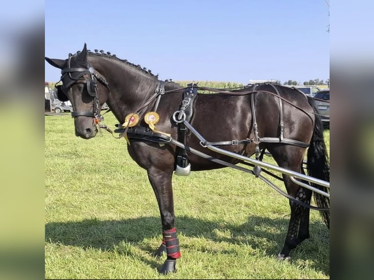 Meer warmbloeden Merrie 6 Jaar 167 cm Zwartbruin in Rawicz