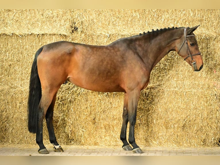 Meer warmbloeden Merrie 6 Jaar 168 cm Bruin in Bladel