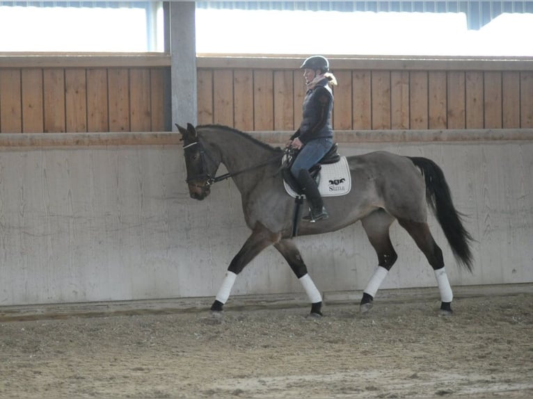 Meer warmbloeden Merrie 6 Jaar 170 cm Bruin in Wellheim