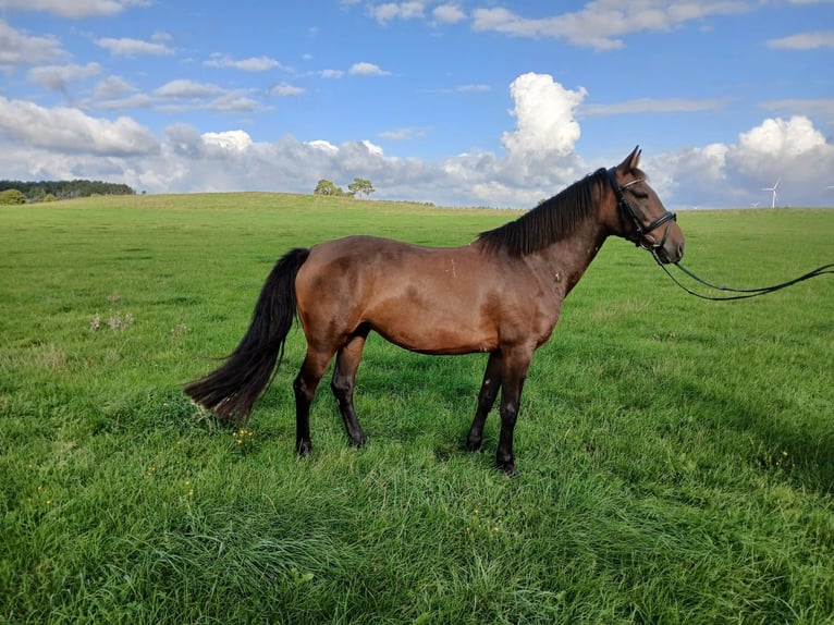 Meer warmbloeden Merrie 7 Jaar 147 cm Bruin in Nettersheim