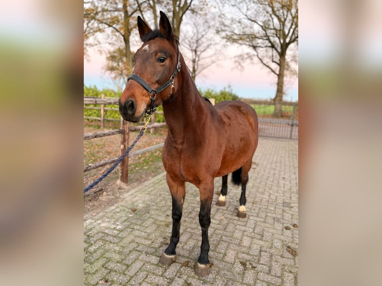 Meer warmbloeden Merrie 7 Jaar 147 cm Donkerbruin in Heusden zolder