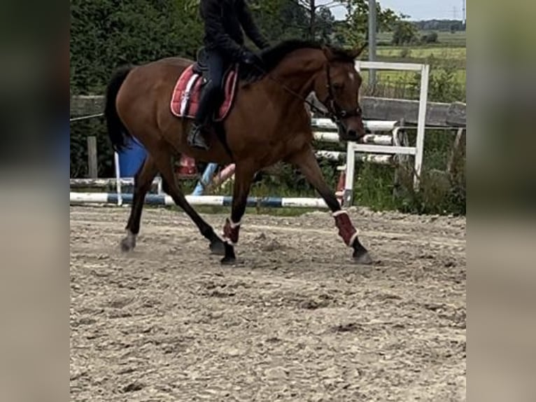Meer warmbloeden Merrie 7 Jaar 152 cm Bruin in Ostrohe