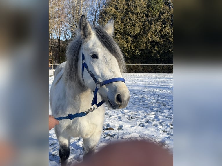 Meer warmbloeden Mix Merrie 7 Jaar 152 cm Schimmel in Fuchstal