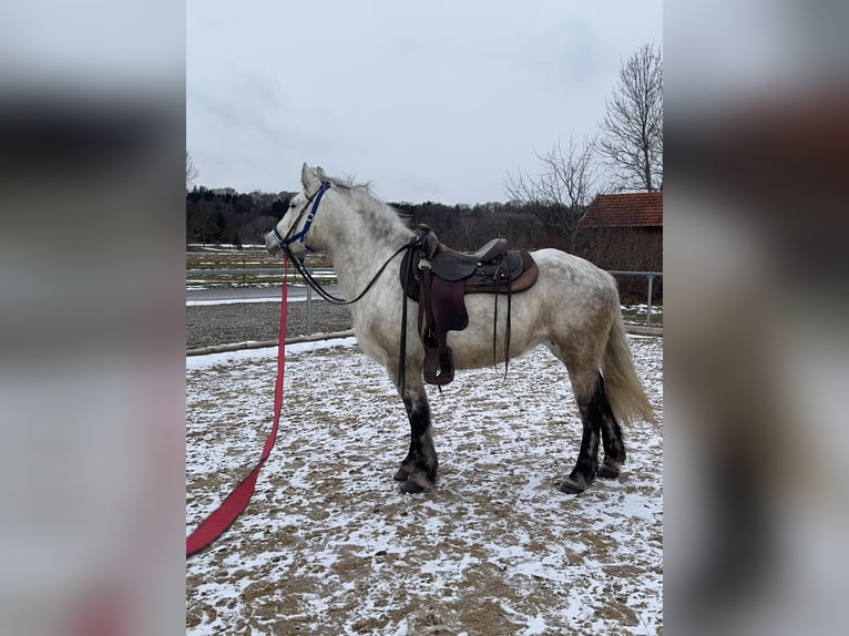 Meer warmbloeden Mix Merrie 7 Jaar 154 cm Schimmel in Fuchstal