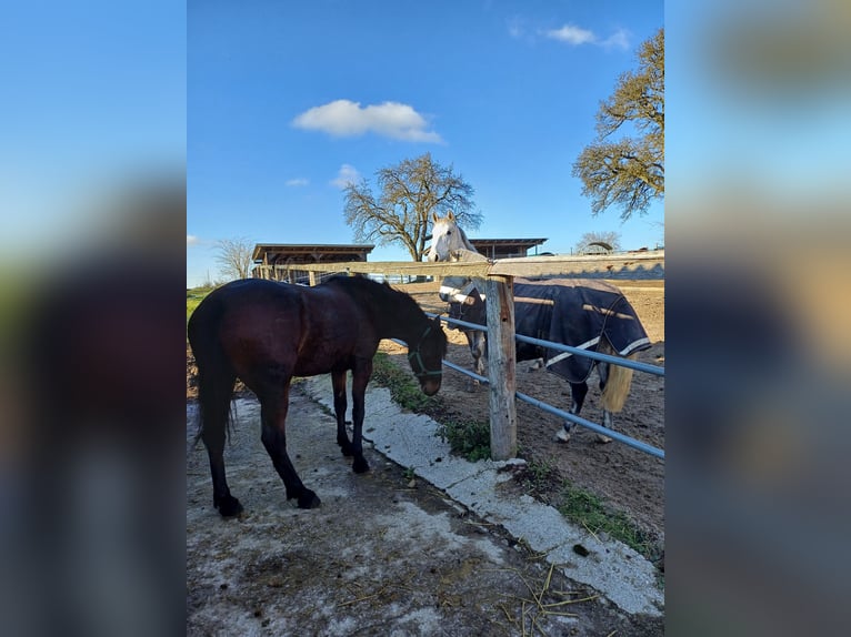 Meer warmbloeden Mix Merrie 7 Jaar 155 cm in Linz