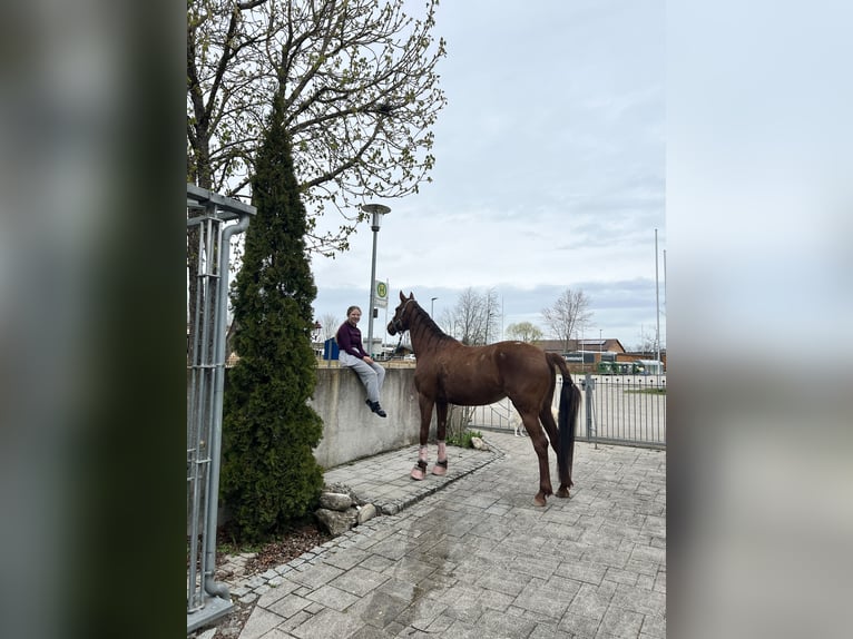 Meer warmbloeden Merrie 7 Jaar 155 cm Vos in Muhr am See