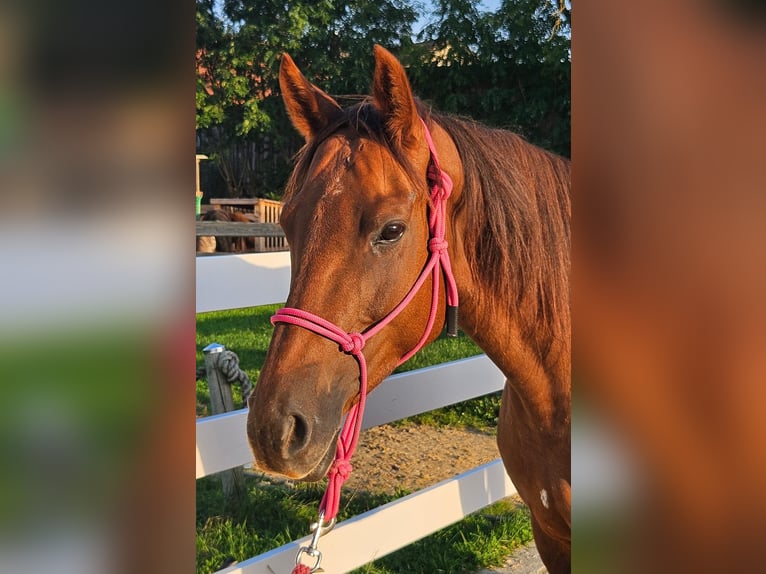 Meer warmbloeden Merrie 7 Jaar 155 cm Vos in Muhr am See