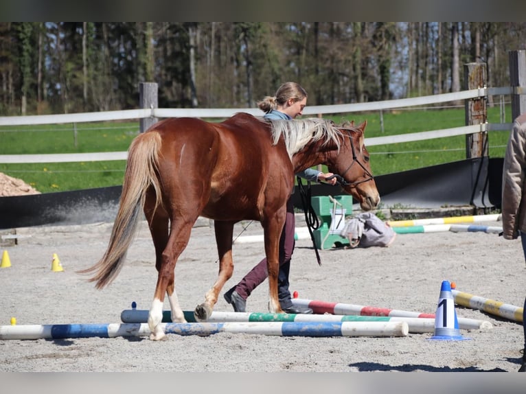Meer warmbloeden Mix Merrie 7 Jaar 155 cm Vos in R&#xFC;mlang