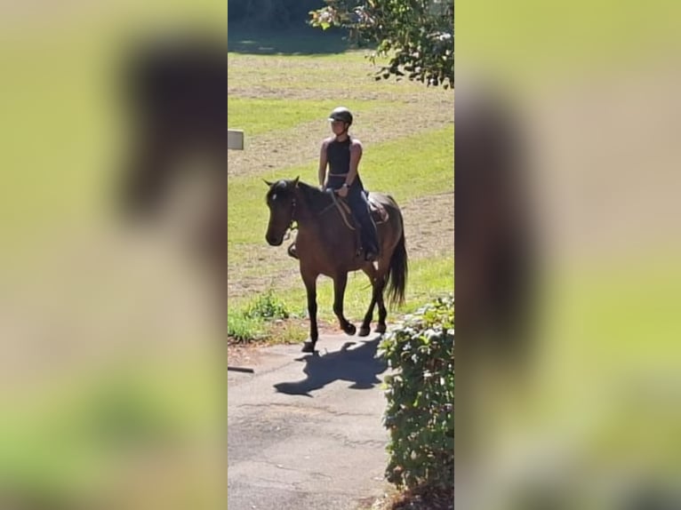 Meer warmbloeden Merrie 7 Jaar 158 cm Bruin in Walzbachtal