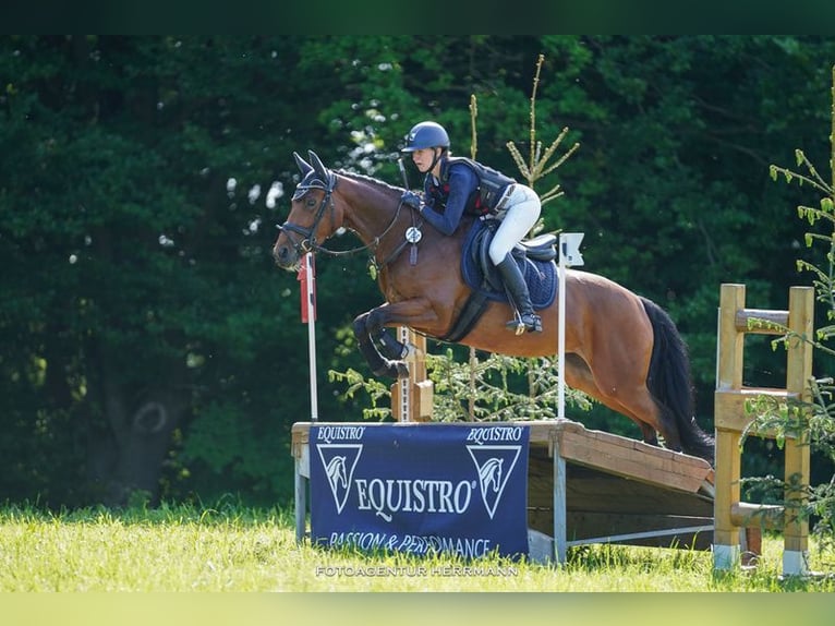 Meer warmbloeden Merrie 7 Jaar 158 cm Bruin in Gangkofen