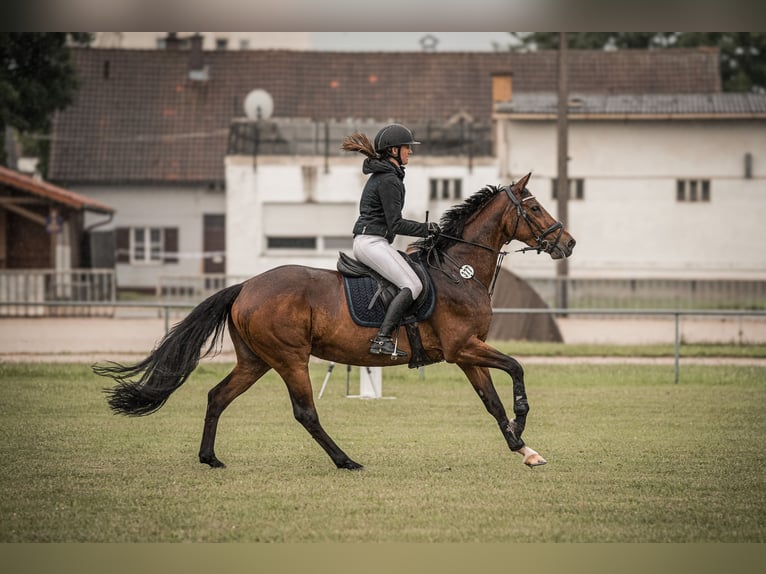 Meer warmbloeden Merrie 7 Jaar 158 cm Bruin in Gangkofen