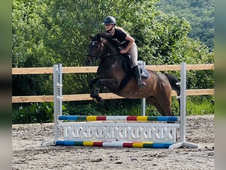 Meer warmbloeden Merrie 7 Jaar 160 cm Donkerbruin in Löhnberg