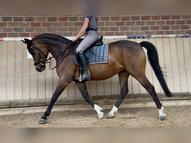 Meer warmbloeden Merrie 7 Jaar 160 cm Donkerbruin in Löhnberg