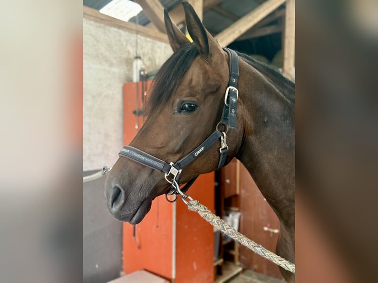Meer warmbloeden Merrie 7 Jaar 160 cm Donkerbruin in Löhnberg