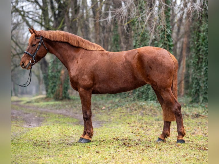 Meer warmbloeden Merrie 7 Jaar 160 cm Vos in Békéscsaba