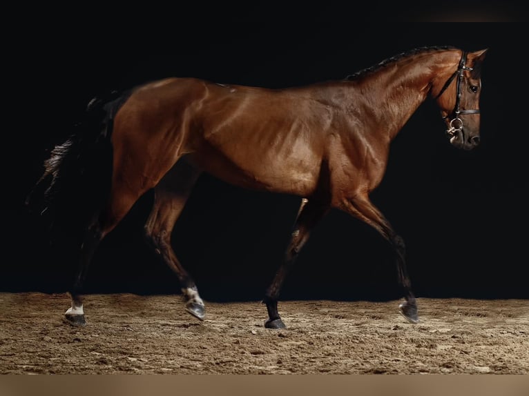 Meer warmbloeden Merrie 7 Jaar 163 cm Bruin in GROTE-BROGEL