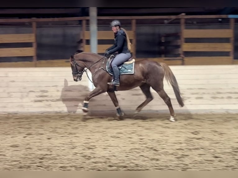 Meer warmbloeden Merrie 7 Jaar 163 cm Donkere-vos in Pelmberg