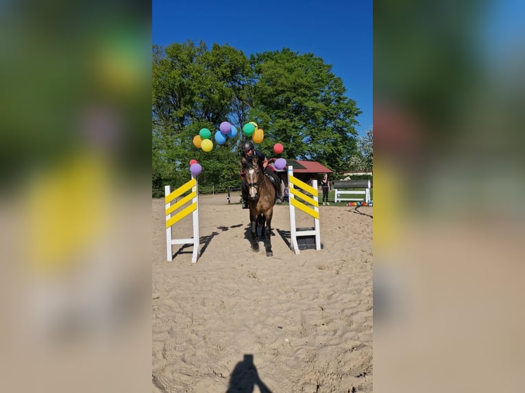 Meer warmbloeden Merrie 7 Jaar 164 cm Buckskin in Tiste