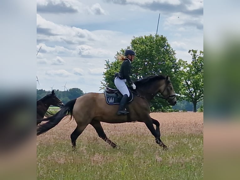 Meer warmbloeden Merrie 7 Jaar 164 cm Buckskin in Tiste