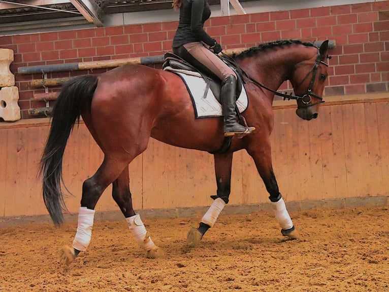 Meer warmbloeden Merrie 7 Jaar 165 cm Bruin in Dorsten