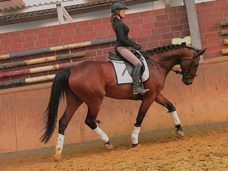 Meer warmbloeden Merrie 7 Jaar 165 cm Bruin in Dorsten