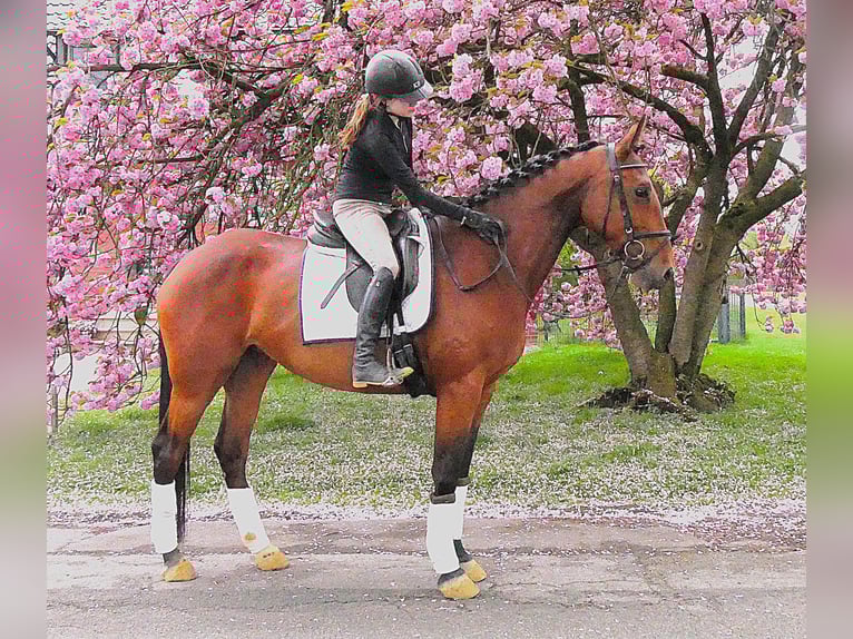 Meer warmbloeden Merrie 7 Jaar 165 cm Bruin in Dorsten