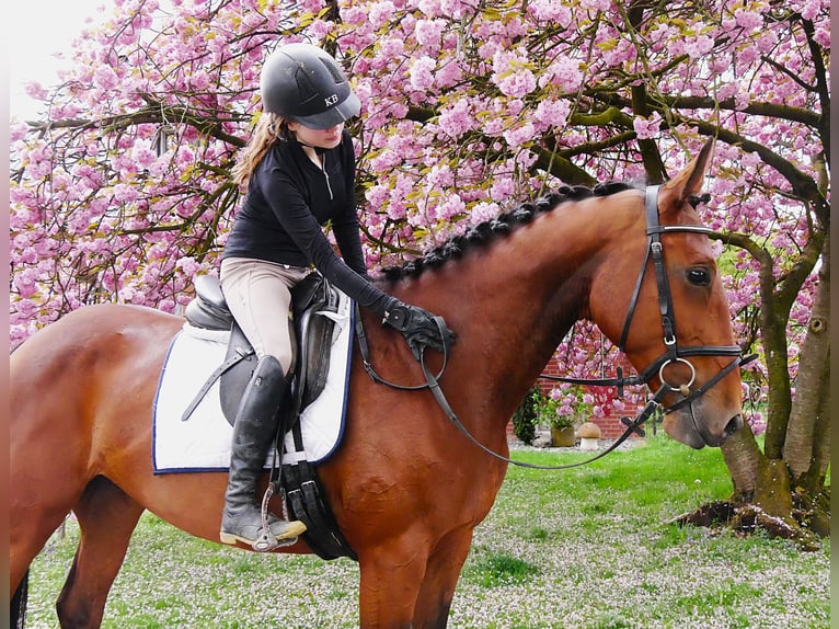 Meer warmbloeden Merrie 7 Jaar 165 cm Bruin in Dorsten
