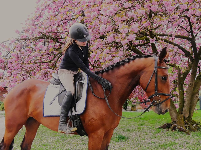 Meer warmbloeden Merrie 7 Jaar 165 cm Bruin in Dorsten
