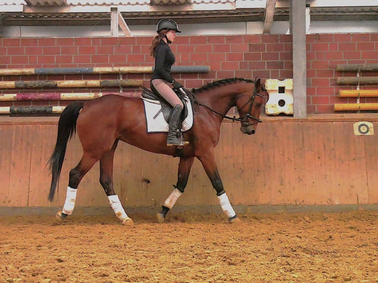 Meer warmbloeden Merrie 7 Jaar 165 cm Bruin in Dorsten