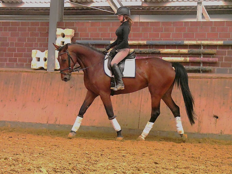 Meer warmbloeden Merrie 7 Jaar 165 cm Bruin in Dorsten