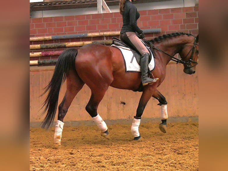 Meer warmbloeden Merrie 7 Jaar 165 cm Bruin in Dorsten