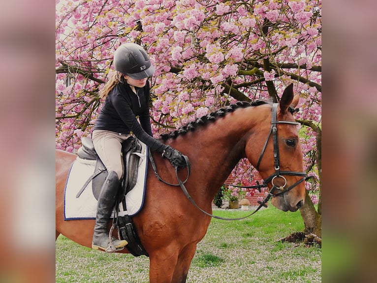 Meer warmbloeden Merrie 7 Jaar 165 cm Bruin in Dorsten