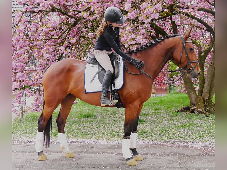 Meer warmbloeden Merrie 7 Jaar 165 cm Bruin in Dorsten