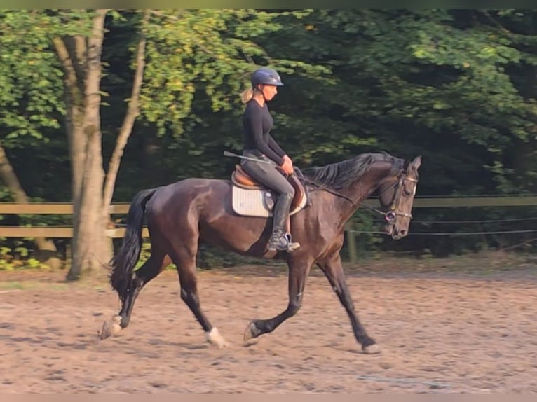 Meer warmbloeden Merrie 7 Jaar 165 cm Zwartbruin in Braunschweig