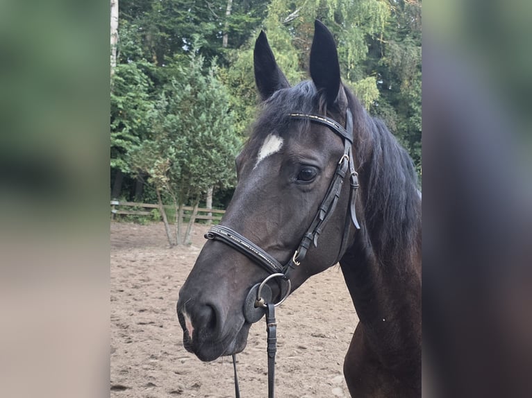 Meer warmbloeden Merrie 7 Jaar 165 cm Zwartbruin in Braunschweig
