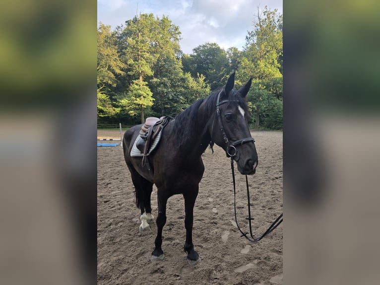 Meer warmbloeden Merrie 7 Jaar 165 cm Zwartbruin in Braunschweig