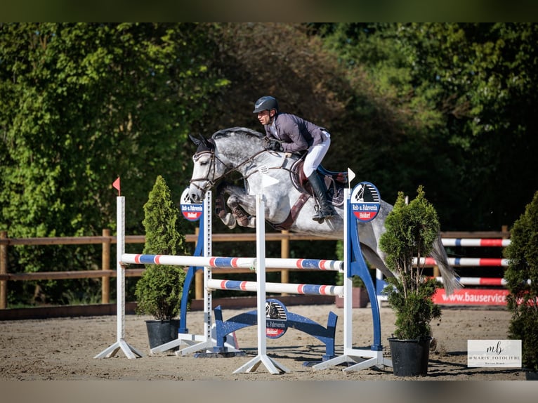 Meer warmbloeden Merrie 7 Jaar 166 cm Appelschimmel in Holdorf