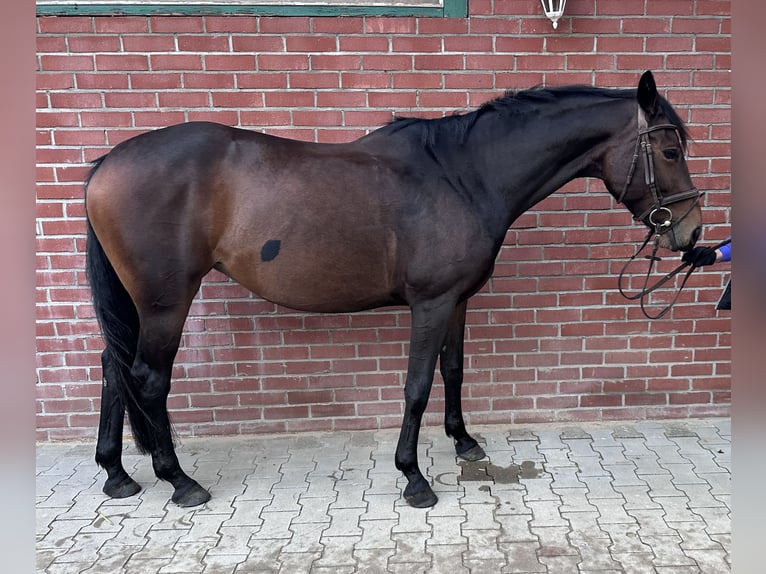 Meer warmbloeden Merrie 7 Jaar 166 cm Donkerbruin in Wardenburg