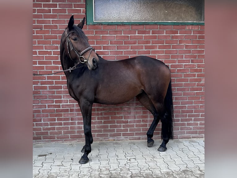 Meer warmbloeden Merrie 7 Jaar 166 cm Donkerbruin in Wardenburg